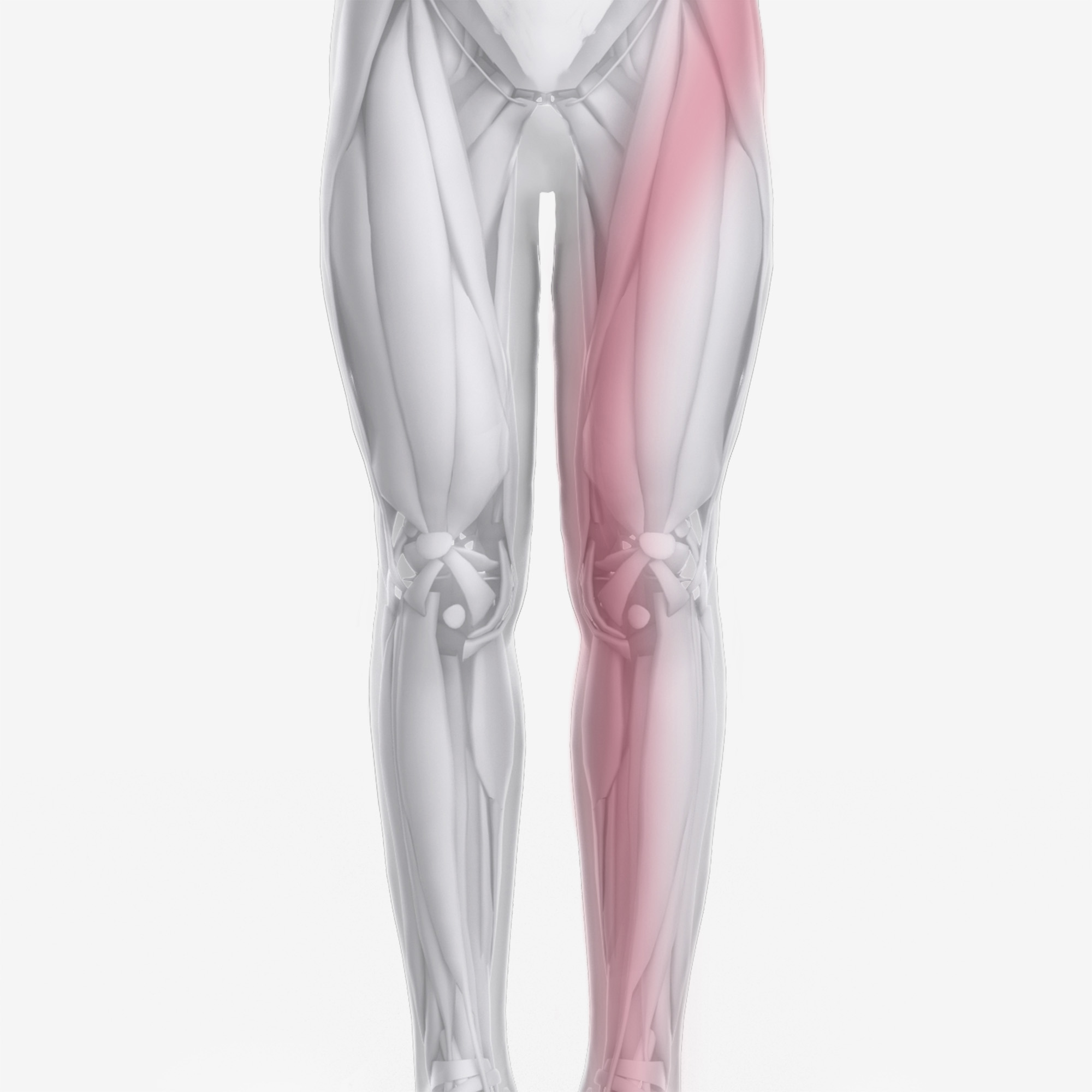 Adductor Brevis