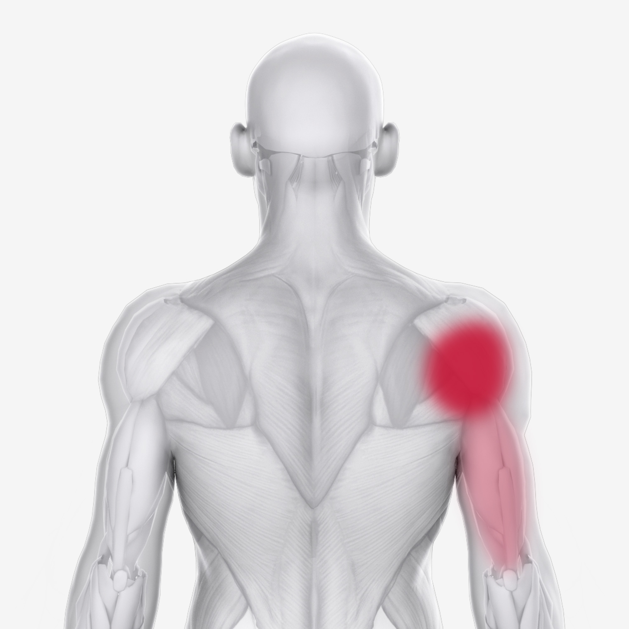 Posterior Deltoid