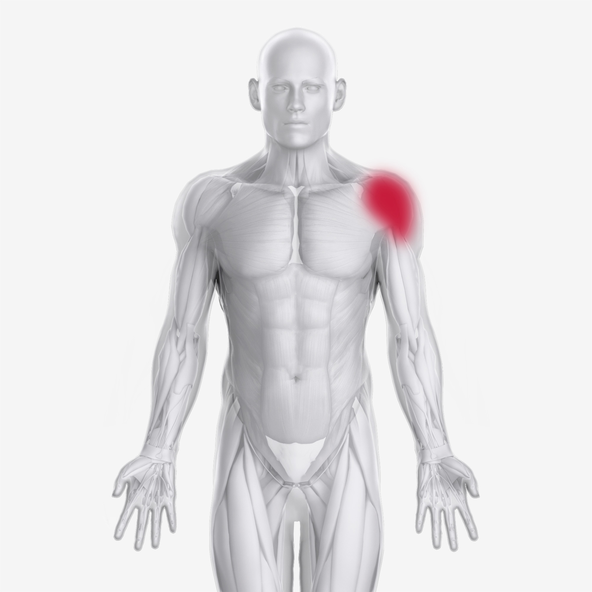 Coracobrachialis