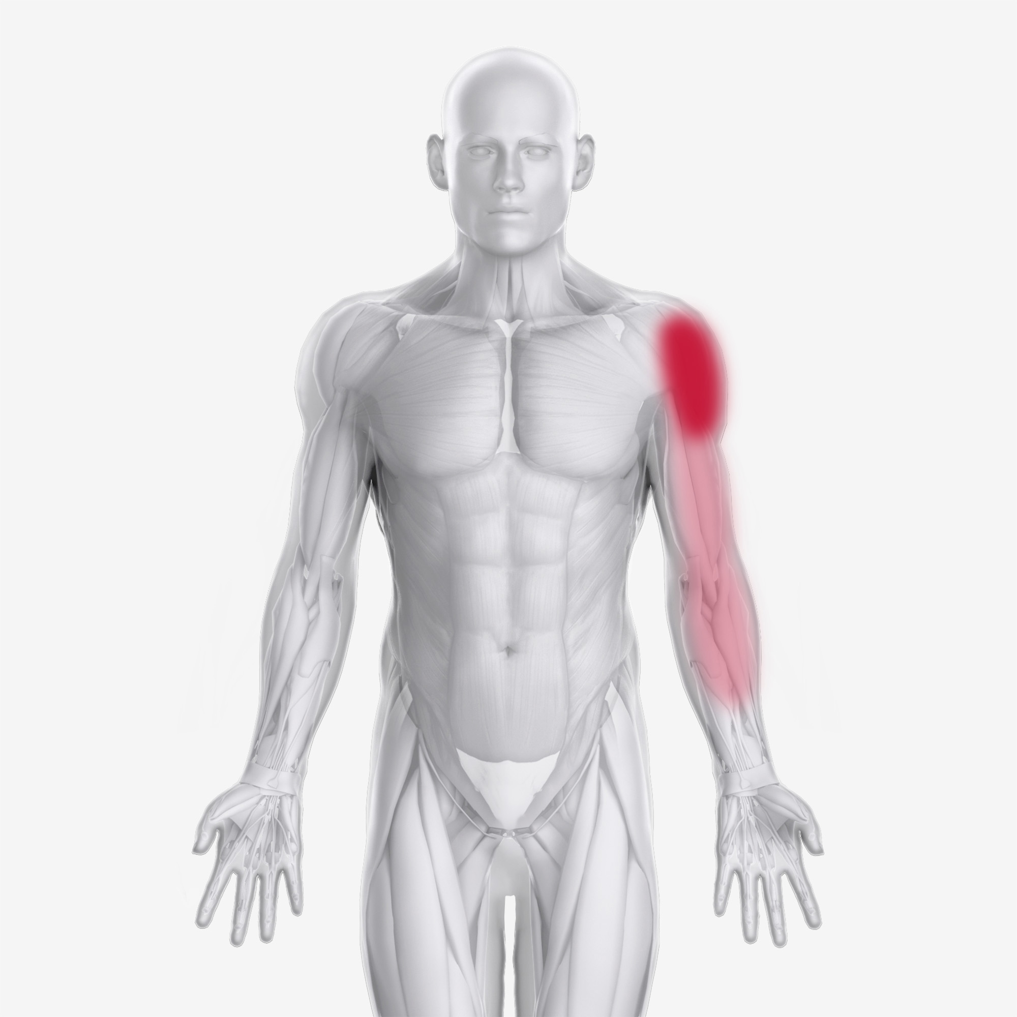 Supraspinatus