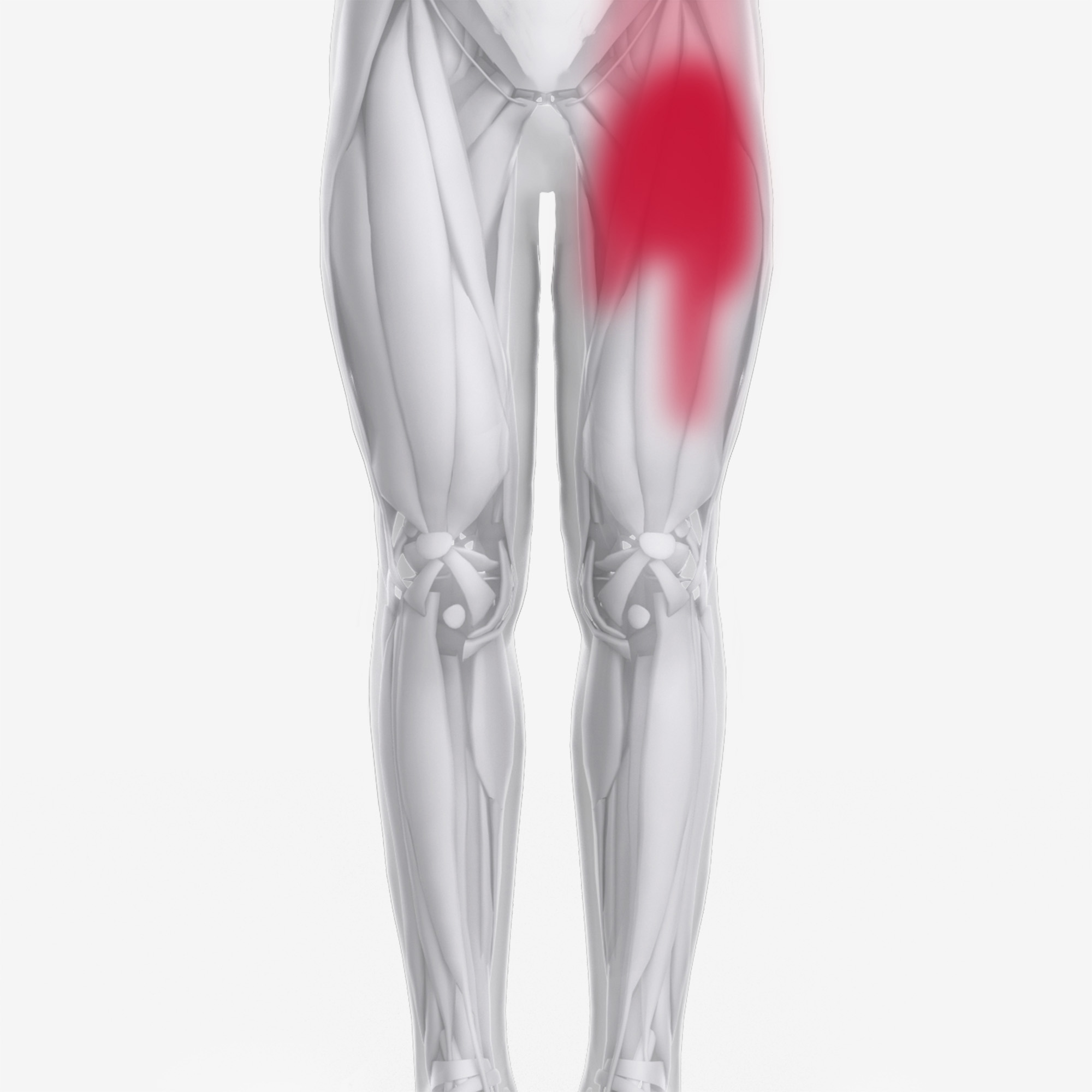 Quads Vastus Intermedius