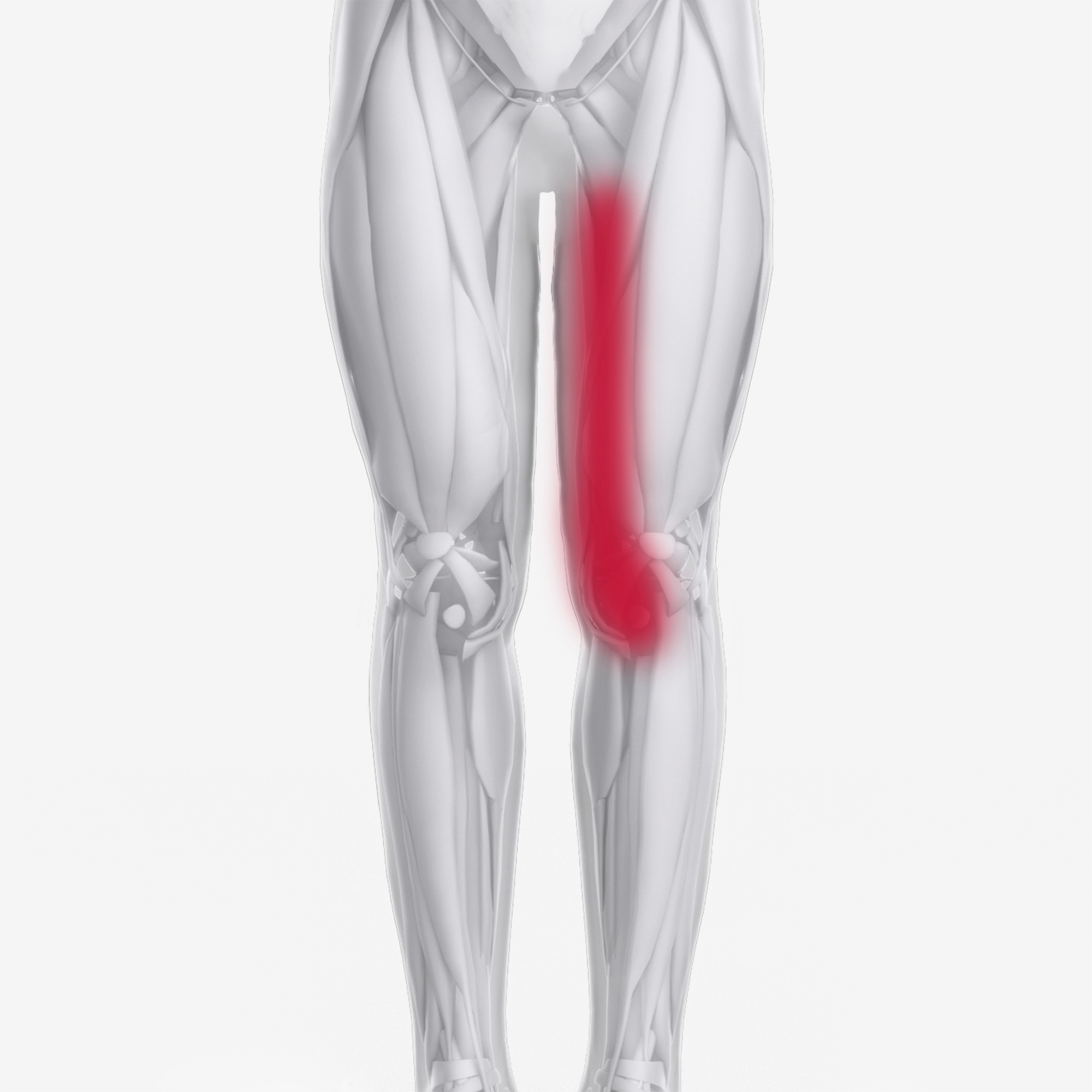 Quads Vastus Medialus