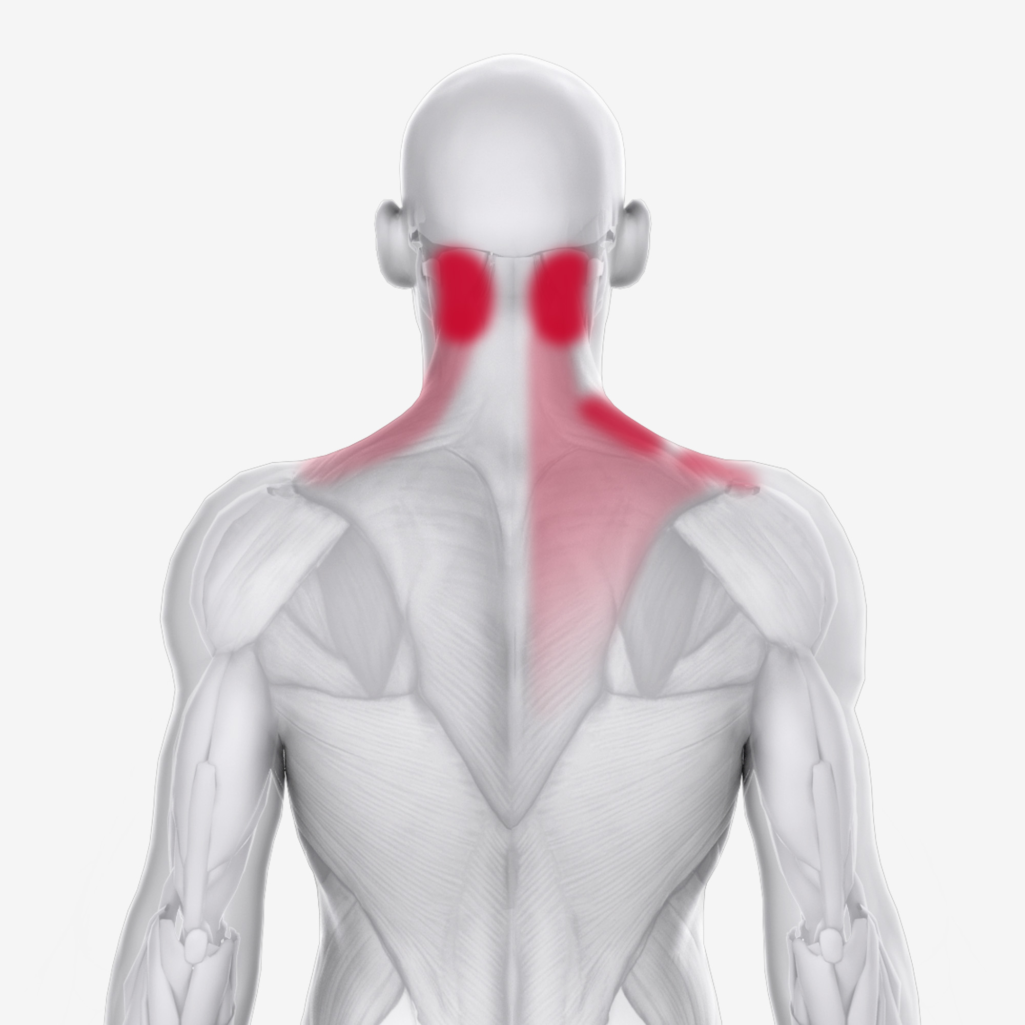 Trapezius